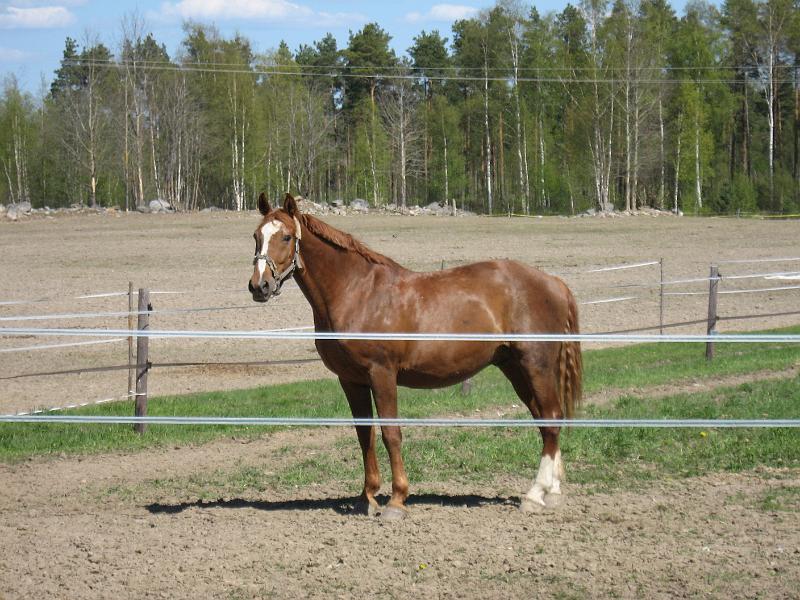 keiju 014.jpg - "Isois�" (23-v)  Konkka  ihastelee puolentoistavuorokauden ik�ist�  "Keijua"